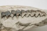 Fossil Running Rhino (Subhyracodon) Left Mandible - Wyoming #197375-2